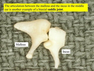Malleus Incus The articulation between the malleus and the incus in the middle ear is another example of a biaxial  saddle joint . 