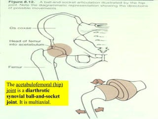 The  acetabulofemoral (hip) joint  is a  diarthrotic synovial ball-and-socket joint . It is multiaxial. 