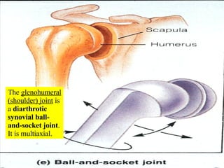 The  glenohumeral (shoulder) joint  is a  diarthrotic synovial ball-and-socket joint . It is multiaxial. 