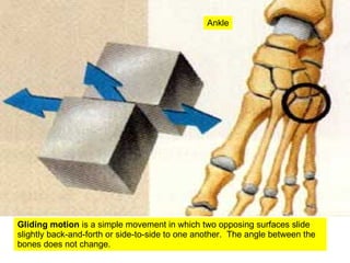 Ankle Gliding motion  is a simple movement in which two opposing surfaces slide slightly back-and-forth or side-to-side to one another.  The angle between the bones does not change. 