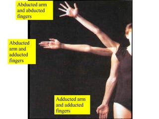 Adducted arm and adducted fingers Abducted arm and adducted fingers Abducted arm and abducted fingers 
