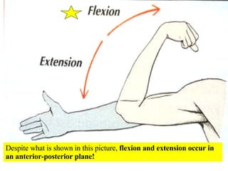 Despite what is shown in this picture,  flexion and extension occur in an anterior-posterior plane! 