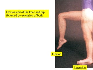 Flexion and of the knee and hip followed by extension of both Flexion Extension 