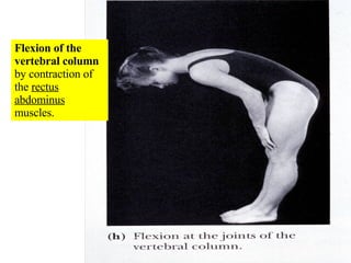 Flexion of the vertebral column  by contraction of the  rectus abdominus  muscles. 