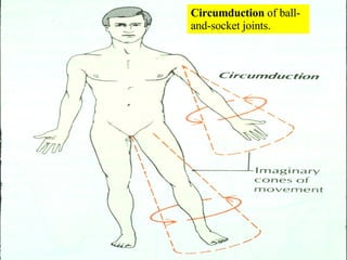 Circumduction  of ball-and-socket joints. 