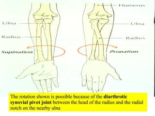 The rotation shown is possible because of the  diarthrotic synovial pivot joint  between the head of the radius and the radial notch on the nearby ulna 