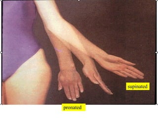pronated supinated 