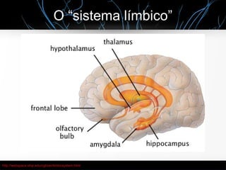O “sistema límbico”
http://webspace.ship.edu/cgboer/limbicsystem.html
 