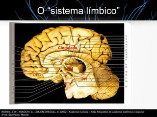 O “sistema límbico”
F
CM
S
PH
Cingulado
Amy
OFC
ROHEN, J. W., YOKOCHI, C., LÜTJEN-DRECOLL, E. (2002). Anatomia humana – At...