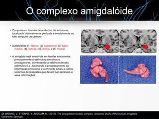 O complexo amigdalóide
●
Conjunto em formato de amêndoa de estruturas,
localizado bilateralmente profunda e medialmente no...