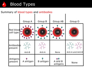 08 blood types | PPT