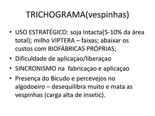 TRICHOGRAMA(vespinhas) 
•USO ESTRATÉGICO: soja Intacta(5-10% da área total); milho VIPTERA – faixas; abaixar os custos com BIOFÁBRICAS PRÓPRIAS; 
•Dificuldade de aplicaçao/liberaçao 
•SINCRONISMO na fabricaçao e aplicaçao 
•Presença do Bicudo e percevejos no algodoeiro – desequilibra muito e mata as vespinhas (carga alta de insetic).  