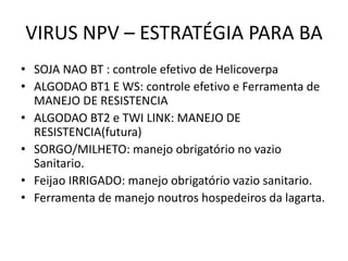 VIRUS NPV – ESTRATÉGIA PARA BA 
•SOJA NAO BT : controle efetivo de Helicoverpa 
•ALGODAO BT1 E WS: controle efetivo e Ferramenta de MANEJO DE RESISTENCIA 
•ALGODAO BT2 e TWI LINK: MANEJO DE RESISTENCIA(futura) 
•SORGO/MILHETO: manejo obrigatório no vazio Sanitario. 
•Feijao IRRIGADO: manejo obrigatório vazio sanitario. 
•Ferramenta de manejo noutros hospedeiros da lagarta.  