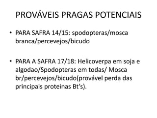 PROVÁVEIS PRAGAS POTENCIAIS 
•PARA SAFRA 14/15: spodopteras/mosca branca/percevejos/bicudo 
•PARA A SAFRA 17/18: Helicoverpa em soja e algodao/Spodopteras em todas/ Mosca br/percevejos/bicudo(provável perda das principais proteinas Bt’s).  