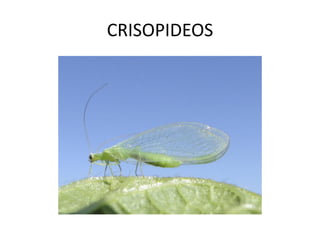 CRISOPIDEOS  