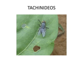 TACHINIDEOS  
