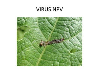 VIRUS NPV  