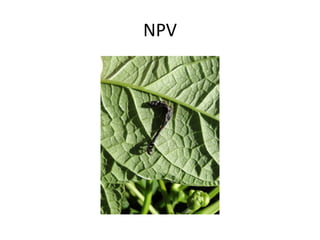NPV  
