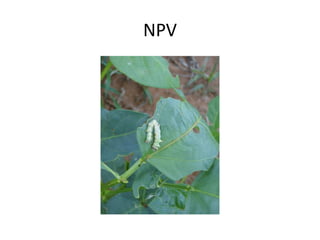 NPV  
