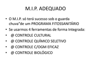 M.I.P. ADEQUADO 
•O M.I.P. só terá sucesso sob o guarda chuva”de um PROGRAMA FITOSSANITÁRIO 
•Se usarmos 4 ferramentas de forma Integrada: 
• @ CONTROLE CULTURAL 
• @ CONTROLE QUÍMICO SELETIVO 
• @ CONTROLE C/OGM EFICAZ 
• @ CONTROLE BIOLÓGICO  