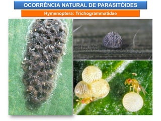 OCORRÊNCIA NATURAL DE PARASITÓIDES 
Hymenoptera: Trichogrammatidae  