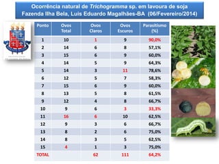 Ocorrência natural de Trichogramma sp. em lavoura de soja 
Fazenda Ilha Bela, Luis Eduardo Magalhães-BA (06/Fevereiro/2014) 
Ponto 
Ovos 
Total 
Ovos 
Claros 
Ovos Escuros 
Parasitismo 
(%) 
1 
10 
1 
9 
90,0% 
2 
14 
6 
8 
57,1% 
3 
15 
6 
9 
60,0% 
4 
14 
5 
9 
64,3% 
5 
14 
3 
11 
78,6% 
6 
12 
5 
7 
58,3% 
7 
15 
6 
9 
60,0% 
8 
13 
5 
8 
61,5% 
9 
12 
4 
8 
66,7% 
10 
9 
6 
3 
33,3% 
11 
16 
6 
10 
62,5% 
12 
9 
3 
6 
66,7% 
13 
8 
2 
6 
75,0% 
14 
8 
3 
5 
62,5% 
15 
4 
1 
3 
75,0% 
TOTAL 
62 
111 
64,2%  