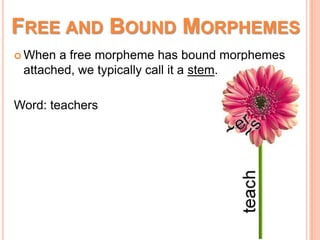 FREE AND BOUND MORPHEMES
 When a free morpheme has bound morphemes
attached, we typically call it a stem.
Word: teachers
 