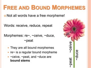 FREE AND BOUND MORPHEMES
 Not all words have a free morpheme!
Words: receive, reduce, repeat
Morphemes: re~, ~ceive, ~duce,
~peat
 They are all bound morphemes
 re~ is a regular bound morpheme
 ~ceive, ~peat, and ~duce are
bound stems
 