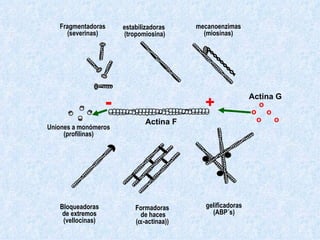 - + o o o o o Actina G Actina F Bloqueadoras de extremos (vellocinas) Formadoras de haces (  -actinaa)) gelificadoras (ABP´s) Uniones a monómeros (profilinas) Fragmentadoras (severinas) estabilizadoras  (tropomiosina) mecanoenzimas (miosinas) 