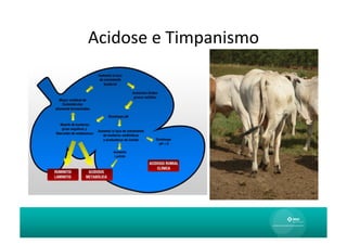 Acidose	
  e	
  Timpanismo	
  
 