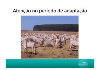 Atenção	
  no	
  período	
  de	
  adaptação	
  
 