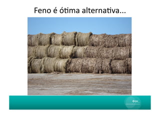 Feno	
  é	
  óAma	
  alternaAva...
                                 	
  
 