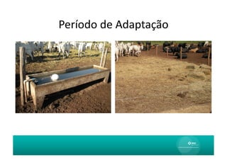 Período	
  de	
  Adaptação	
  
 