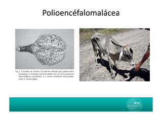Polioencéfalomalácea	
  
 