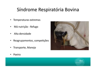 Síndrome	
  Respiratória	
  Bovina	
  
•  Temperaturas	
  extremas	
  

•  	
  Má	
  nutrição	
  -­‐	
  Refugo	
  

•  	
  Alta	
  densidade	
  

•  Reagrupamentos,	
  compeAções	
  

•  Transporte,	
  Manejo	
  

•  Poeira	
  
 