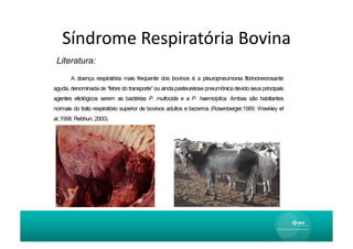 Síndrome	
  Respiratória	
  Bovina	
  
Literatura:
 