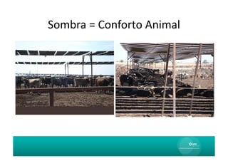 Sombra	
  =	
  Conforto	
  Animal
                                	
  
 