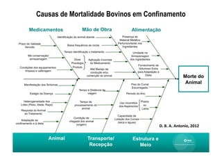 Causas de Mortalidade Bovinos em Confinamento
          Medicamentos                              Mão de Obra                              Alimentação
                                 Identificação do animal doente                      Presença de
                                                                                   Material Metálico
  Prazo de Validade                                                               Perfurocortante nos
                                         Baixa frequência de ronda                   Ingredientes
      Vencido
                                      Tempo identificação x tratamento                        Umidade na
         Má conservação/                                                                     Armazenagem
          armazenagem                         Dose        Aplicação Incorreta               dos ingredientes
                                            Posologia      do Medicamento
                                                                                                  Fornecimento de
   Condições dos equipamentos:               Produto
                                                           Mal Manejo de                           Volumoso Extra
      limpeza e calibragem                                                                        para Adaptação à
                                                          condução e/ou
                                                        contenção do animal                             Dieta
                                                                                                                                           Morte do
      Manifestação dos Sintomas                                                             Piso do Curral
                                                                                                                                            Animal
                                                                                            Escorregadio
                                                  Tempo e Distãncia de
           Estágio da Doença                            viagem                           Período do Ano

      Heterogeneidade dos                         Tempo de                                            Poeira
                                                                                   Uso incorretos
    Lotes (Peso, Idade, Raça)                 processamento do                                         ou
                                                                                   dos Aspersores
                                                   animal                                             Lama
    Resposta do Animal
      ao Tratamento
                                                                                  Capacidade de
                                             Condição de                        Lotação dos Currais
    Adaptação ao                          chegada dos animal
confinamento e à dieta                                                            (seca e águas)
                                               (origem)
                                                                                                                     D.	
  B.	
  A.	
  Antonio,	
  2012	
  

                         Animal                          Transporte/                         Estrutura e
                                                          Recepção                              Meio
 