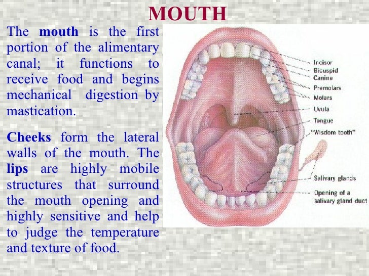 Digestive Mouth 51