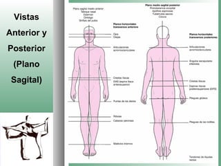 Vistas
Anterior y
Posterior
 (Plano
 Sagital)
 
