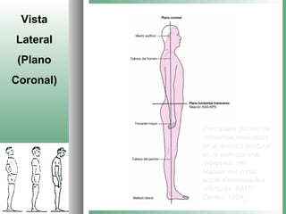 Vista
Lateral
 (Plano
Coronal)



           Principales puntos de
           referencia evaluados
           en el análisis postural
           en la vista coronal
           (adaptado del
           Manual del curso
           sobre extremidades
           inferiores, NMT
           Center, 1994).
 