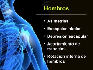 Hombros

• Asimetrías
• Escápalas aladas
• Depresión escapular
• Acortamiento de
  trapecios
• Rotación interna de
  hombros
 
