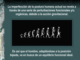 La imperfección de la postura humana actual se revela a
 través de una serie de perturbaciones funcionales y/u
      orgánicas, debido a la acción gravitacional.




   Es así que el hombre, adaptándose a la posición
 bípeda, va en busca de un equilibrio funcional ideal.
 