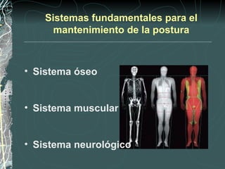 Sistemas fundamentales para el
      mantenimiento de la postura



• Sistema óseo


• Sistema muscular


• Sistema neurológico
 
