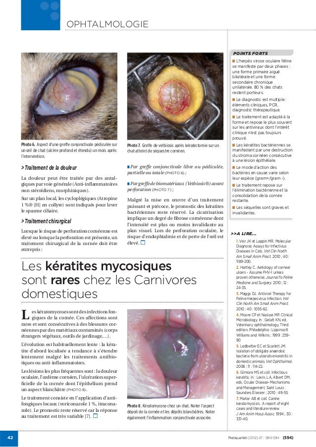 Keratites Du Chien Et Du Chat Keratites Du Chien Et Du Chat