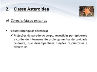 2. Classe Asteroidea
a) Características externas
• Pápulas (brânquias dérmicas)
 Projeções da parede do corpo, revestidas por epiderme
e contendo internamente prolongamentos da cavidade
celômica, que desempenham funções respiratórias e
excretoras
 