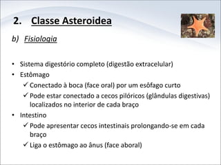 2. Classe Asteroidea
b) Fisiologia
• Sistema digestório completo (digestão extracelular)
• Estômago
 Conectado à boca (face oral) por um esôfago curto
 Pode estar conectado a cecos pilóricos (glândulas digestivas)
localizados no interior de cada braço
• Intestino
 Pode apresentar cecos intestinais prolongando-se em cada
braço
 Liga o estômago ao ânus (face aboral)
 