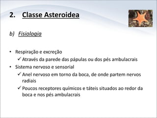 2. Classe Asteroidea
b) Fisiologia
• Respiração e excreção
 Através da parede das pápulas ou dos pés ambulacrais
• Sistema nervoso e sensorial
 Anel nervoso em torno da boca, de onde partem nervos
radiais
 Poucos receptores químicos e táteis situados ao redor da
boca e nos pés ambulacrais
 