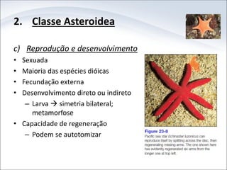 2. Classe Asteroidea
c) Reprodução e desenvolvimento
• Sexuada
• Maioria das espécies dióicas
• Fecundação externa
• Desenvolvimento direto ou indireto
– Larva  simetria bilateral;
metamorfose
• Capacidade de regeneração
– Podem se autotomizar
 