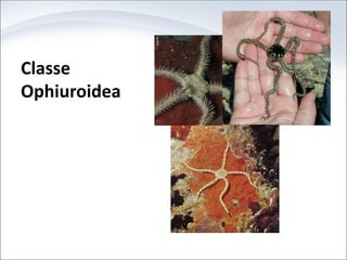 Classe
Ophiuroidea
 